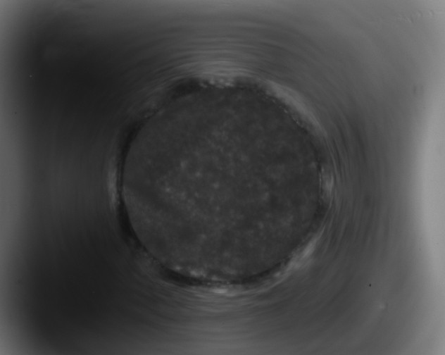 X0000087611060200705181251