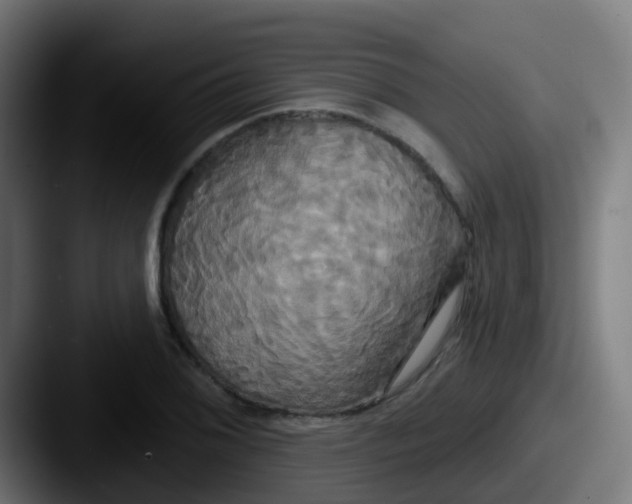 X0000087611076200705181251