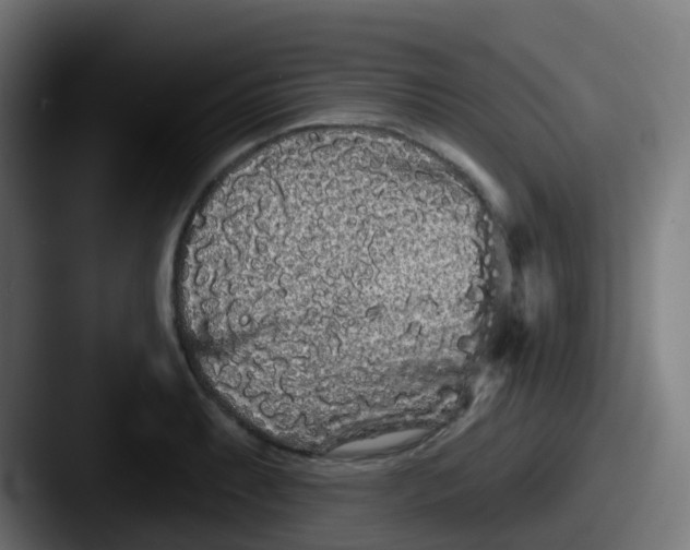 X0000087611087200705181251