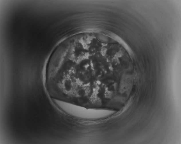 X0000087611095200705181251