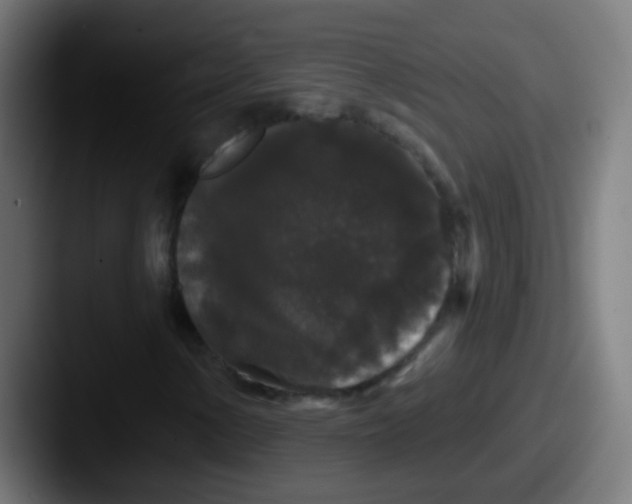 X0000087611154200705181250