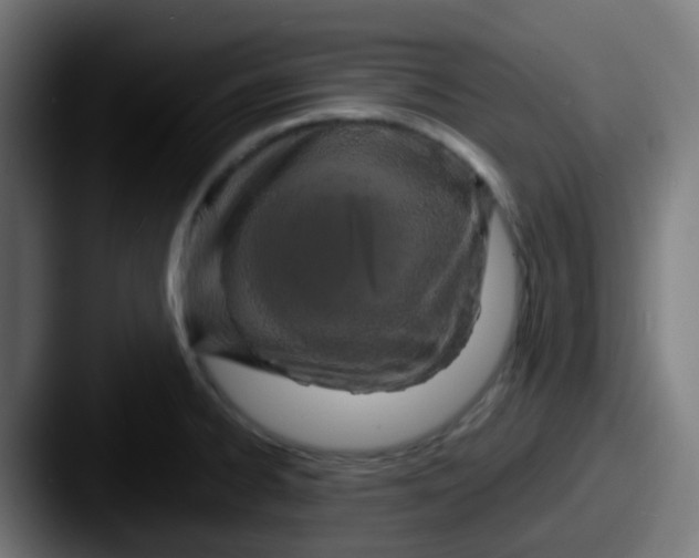 X0000087611334200705181248