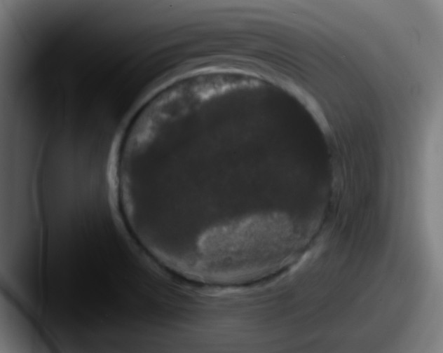 X0000087611522200705181246