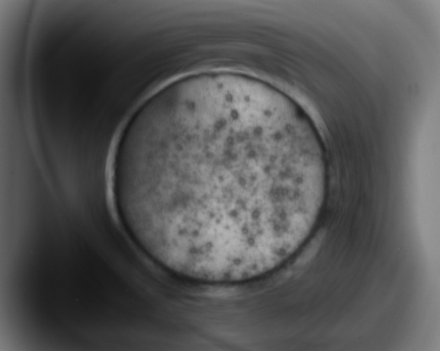 X0000087611525200705181246