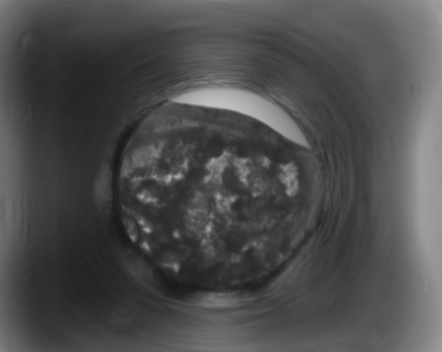 X0000087610303200705251948