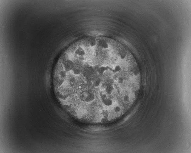 X0000087610351200705251947