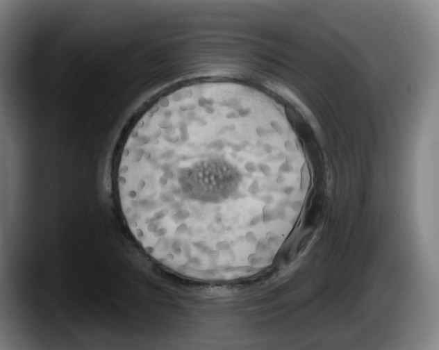 X0000087610883200705251940