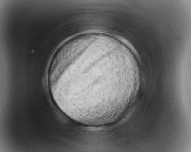 X0000087610996200705251939