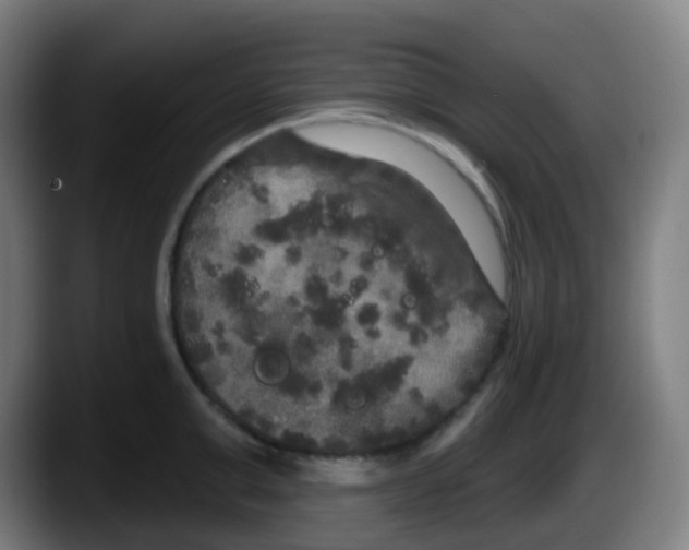 X0000087610999200705251939