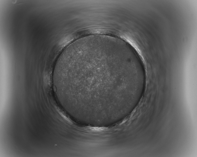 X0000087620105200704271406