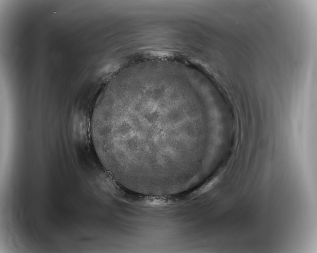 X0000087620624200704271400