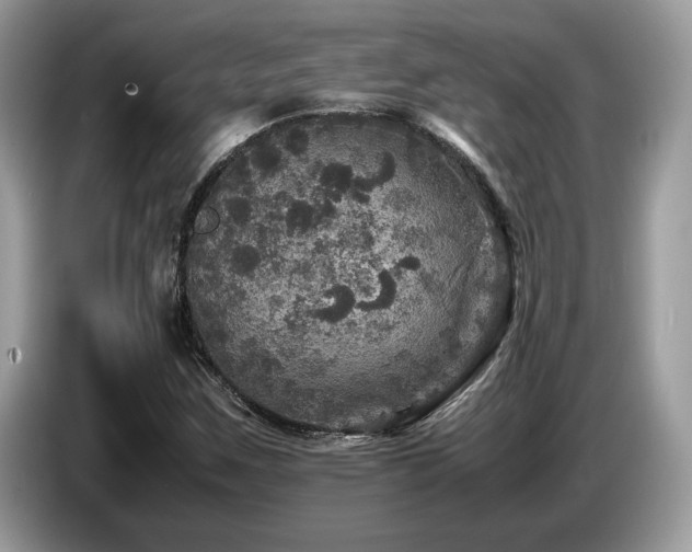 X0000087621259200704271352