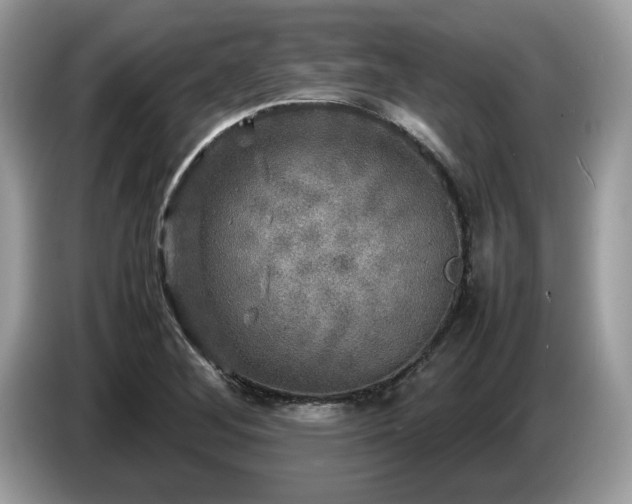 X0000087621268200704271352