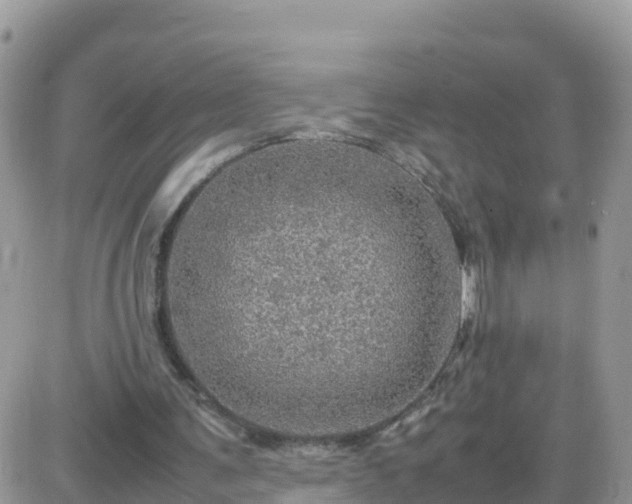 X0000087620291200705041631