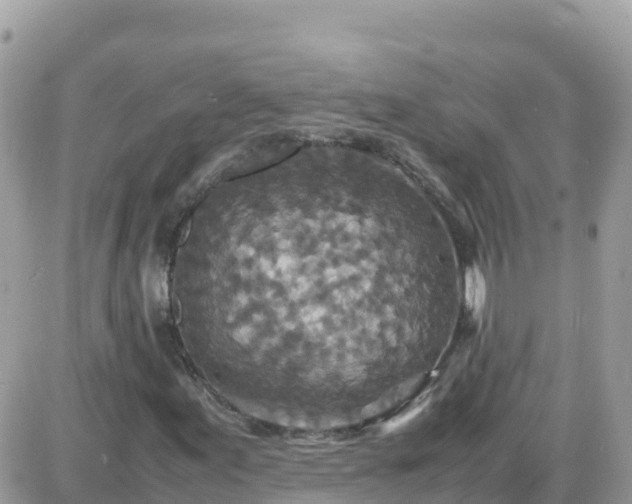 X0000087621155200705041617