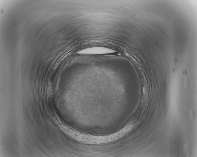X0000087620048200705120029