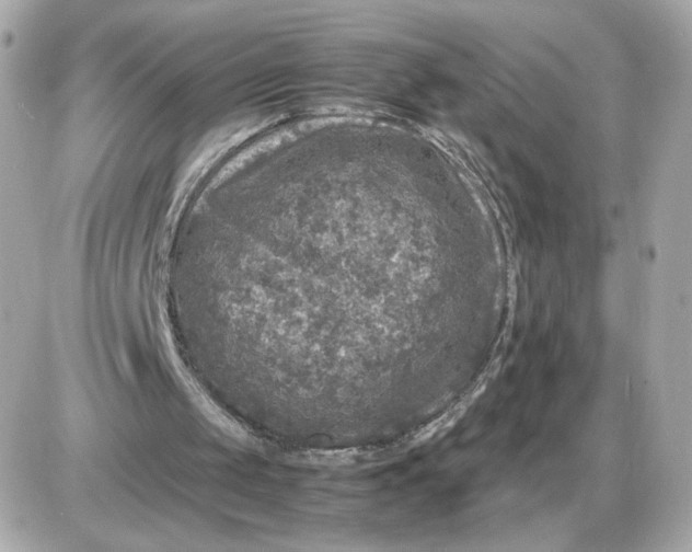 X0000087620049200705120028