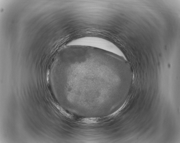 X0000087620094200705120029