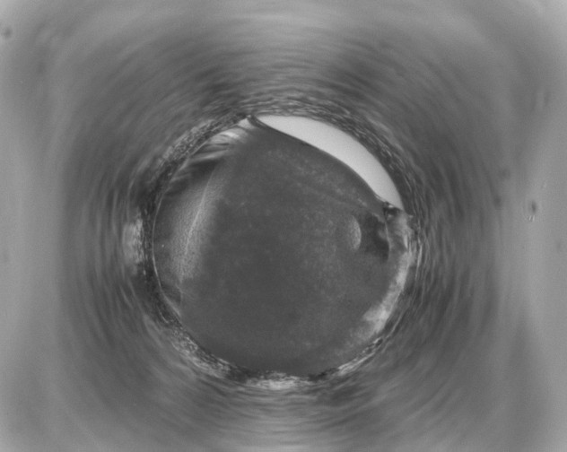 X0000087620224200705120026