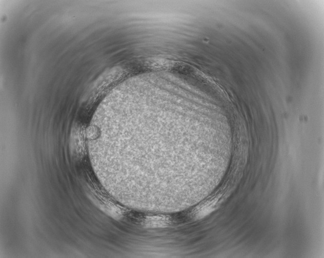 X0000087620240200705120026