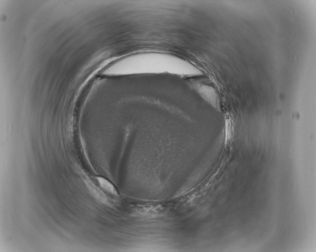 X0000087620243200705120025