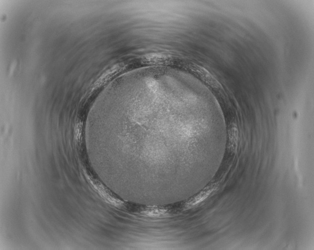 X0000087620278200705120026