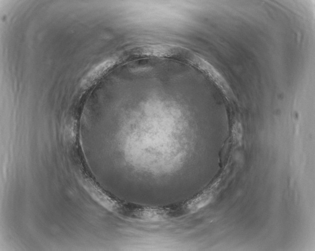 X0000087620305200705120025