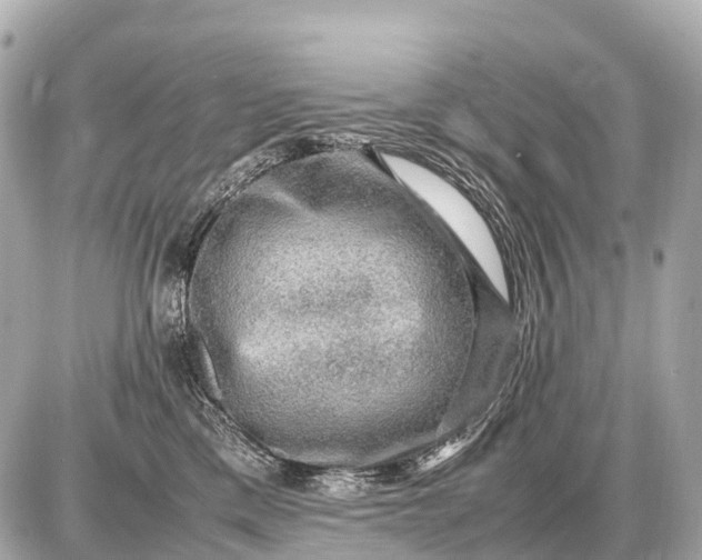 X0000087620425200705120023