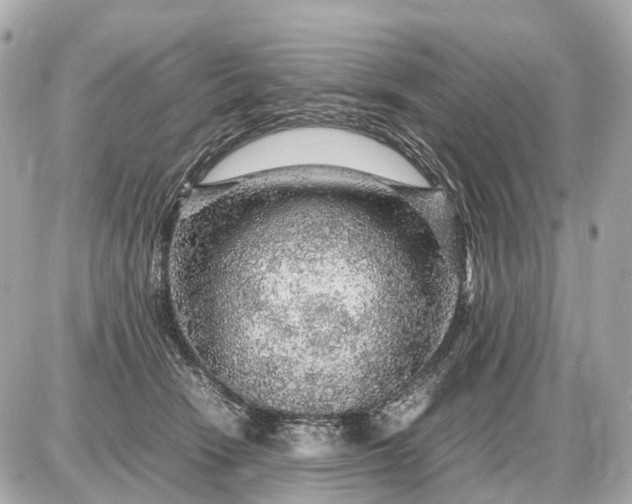 X0000087620466200705120023