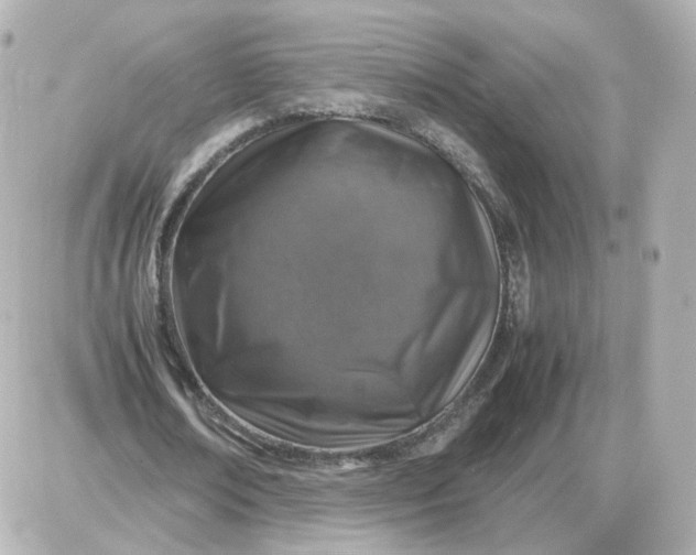X0000087620674200705120019