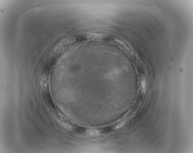 X0000087620701200705120018