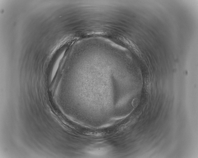 X0000087620735200705120018