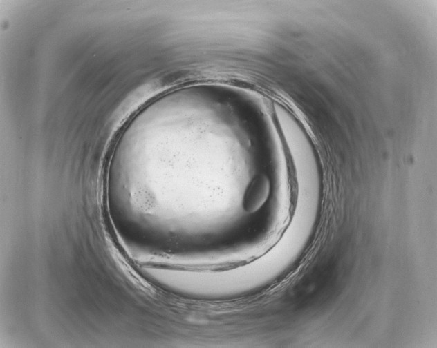 X0000087620795200705120017