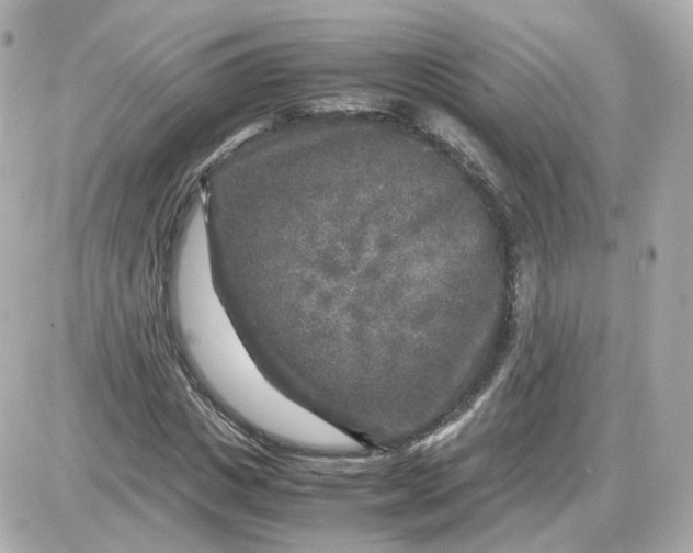 X0000087620825200705120016