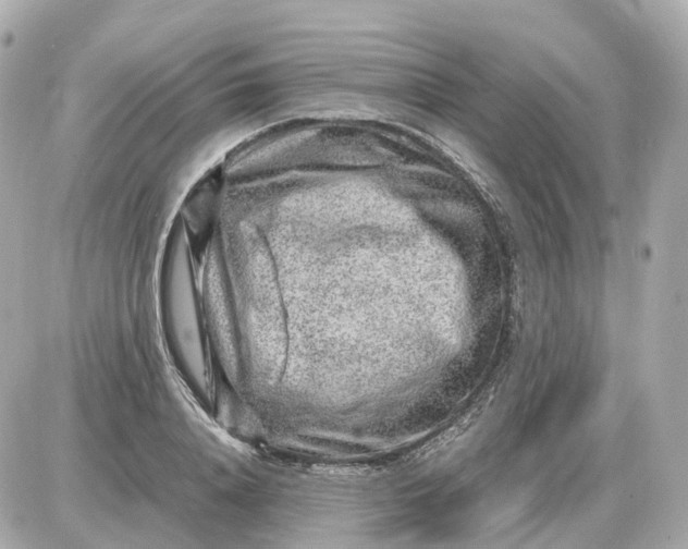 X0000087620840200705120016