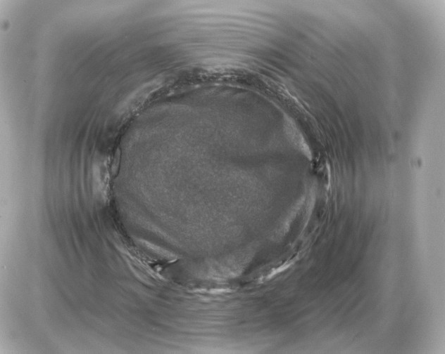 X0000087620868200705120016