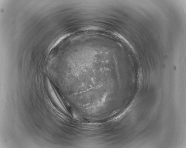 X0000087620921200705120014