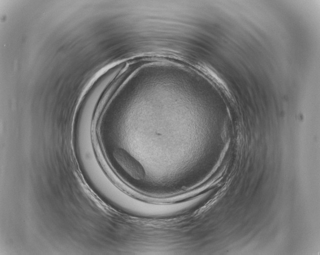 X0000087620940200705120015