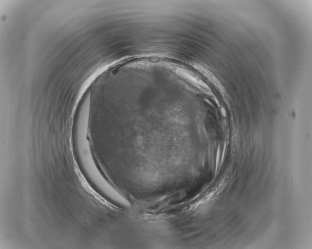 X0000087620941200705120015