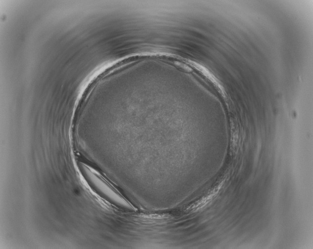 X0000087620943200705120015