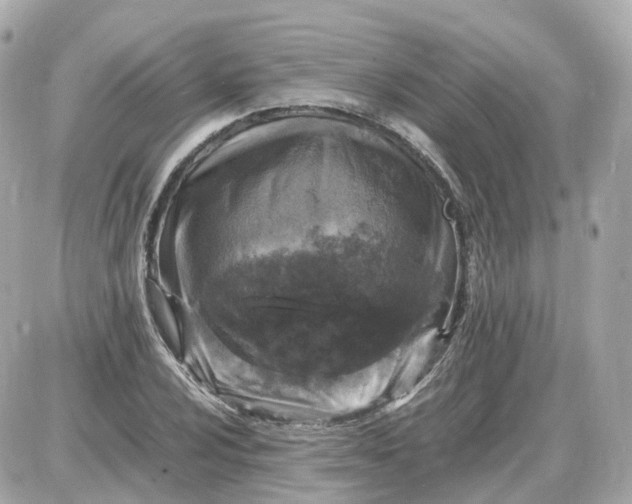 X0000087621024200705120013