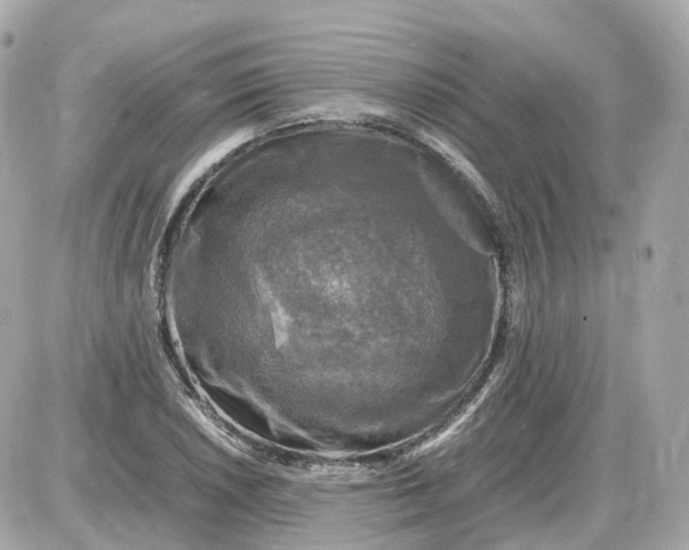 X0000087621026200705120013