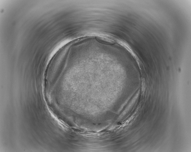 X0000087621048200705120013