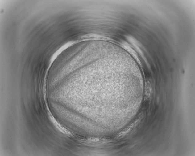 X0000087621098200705120012