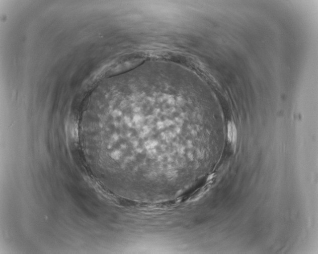 X0000087621155200705120011