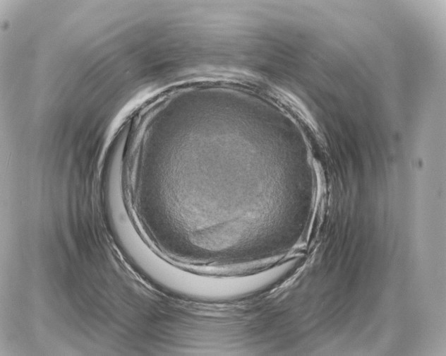 X0000087621172200705120011