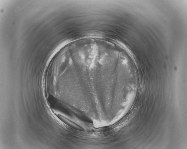 X0000087621243200705120010