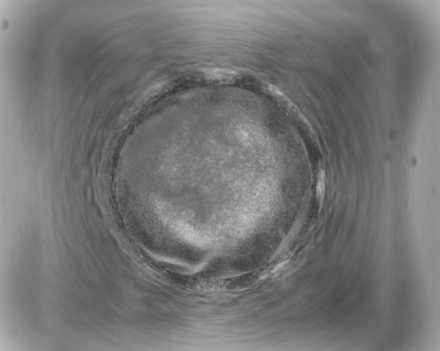 X0000087621249200705120010