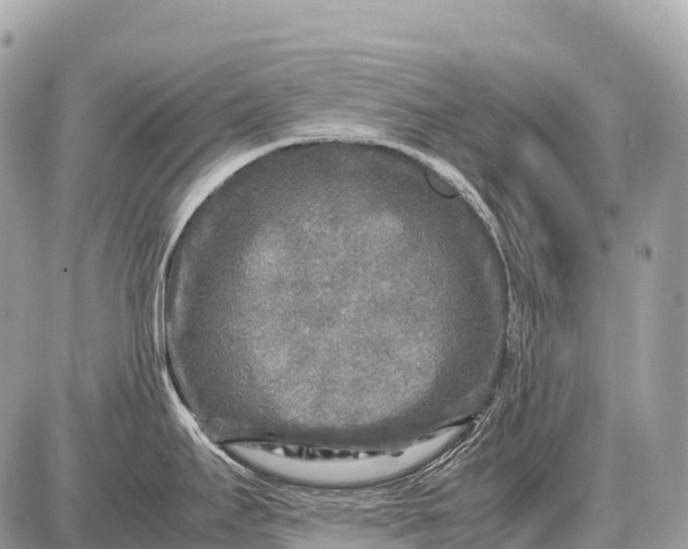 X0000087621295200705120009