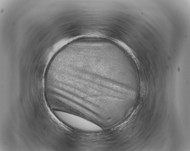 X0000087621335200705120009